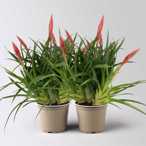 Pflanzen-Kölle Vrisea 'Astrid', rot, Topf-Ø 12 cm, Höhe ca. 35 cm, 2 Pflanzen