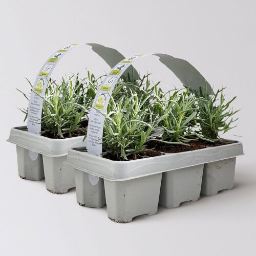 Kölle Lavendel, Ballen-Ø ca. 7 cm, 2x 6 Pflanzen im Tray