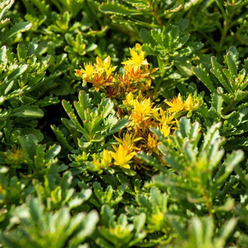 Kölle Fetthenne 'Weihenstephaner Gold', gelb, Topf 9x9 cm, 3 Pflanzen