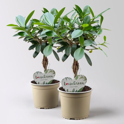 Pflanzen-Kölle Chinesische Feige 'Maya', Flechstamm, Topf-Ø 12 cm, Höhe ca. 40 cm, 2 Stück