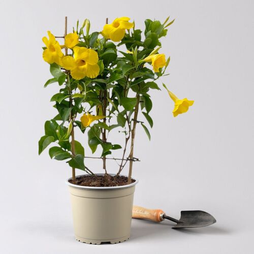 Kölles Beste Dipladenie gelb, Spalier, Topf-Ø 17 cm, Höhe ca. 50 cm