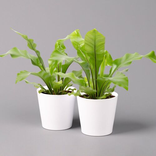 Pflanzen-Kölle Nestfarn, mit Keramiktopf Dallas weiß, Topf-Ø12cm, Höhe ca. 35 cm, 2er-Set
