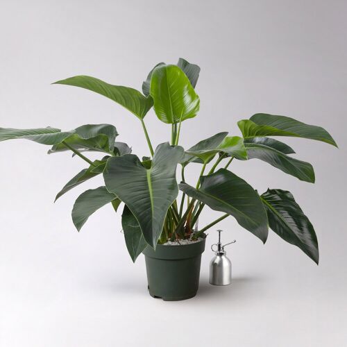 Pflanzen-Kölle Philodendron 'Green Beauty', Topf-Ø 27cm,Höhe ca. 90cm, inkl. Bewässerungssystem