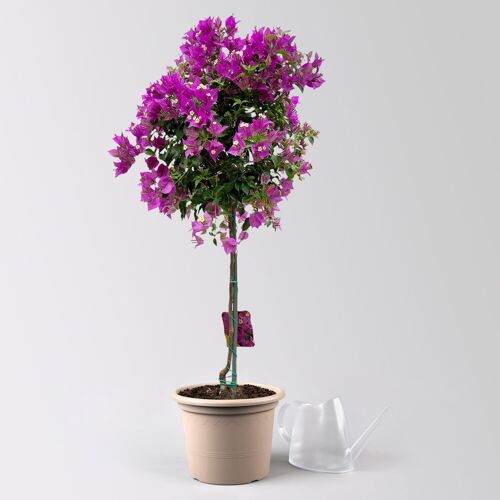 Pflanzen-Kölle Bougainvillea 'Alexandra', Stamm, Topf-Ø 21 cm, Höhe ca. 90 cm