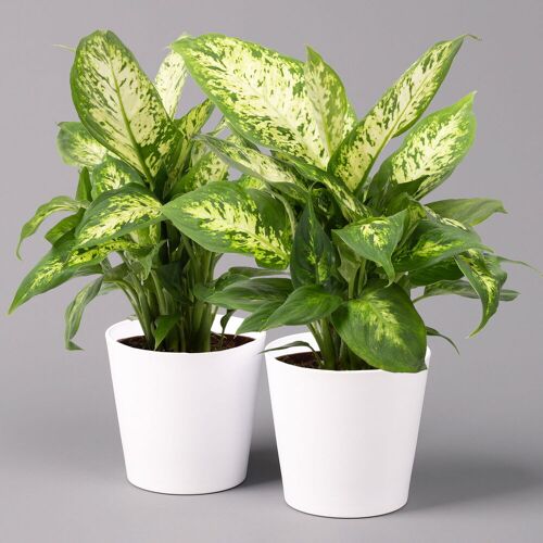 Pflanzen-Kölle Dieffenbachie 'Compacta' mit Keramiktopf Dallas weiß, Topf-Ø12cm, 2er-Set