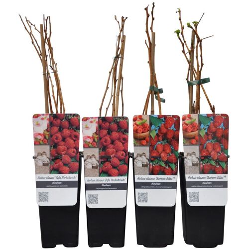 Pflanzen-Kölle Herbsthimbeeren, Blissy® autumn bliss + Zefa 3, 4er-Set, Topf je 2 Liter