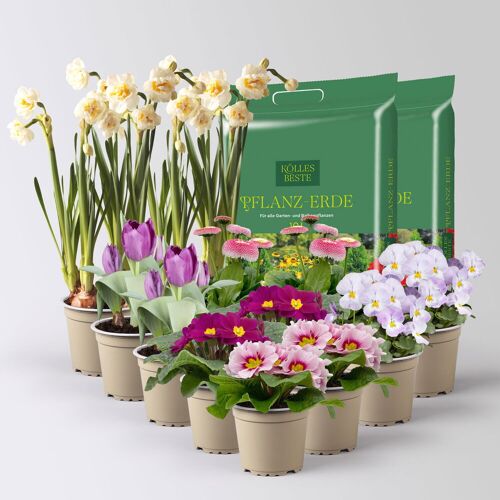 Kölles Beste Pflanzen-Set Lila Frühlingsboten, 12 Pflanzen inkl. Erde