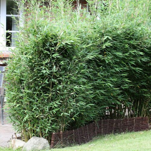 Pflanzen-Kölle Fargesia spathacea 'Blue Lizard'®, Höhe 80-100 cm, Topf 15 Liter, 30 Stück