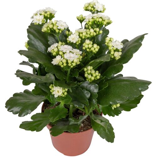 Pflanzen-Kölle Kalanchoe 'Calandiva'®, weiß & rosa, Topf-Ø 12 cm, Höhe ca. 20-30 cm, 6er-Set