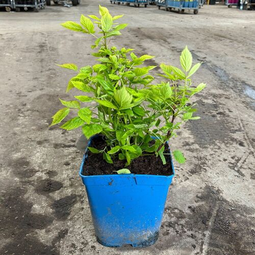 Kölles Beste Zwerghimbeere Lowberry® Baby Dwarf®, 5 l Topf