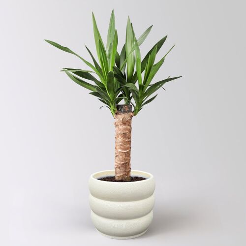 Pflanzen-Kölle Palmlilie, Topf-Ø 17 cm, Höhe ca. 65 cm, inkl. Keramikübertopf Byron