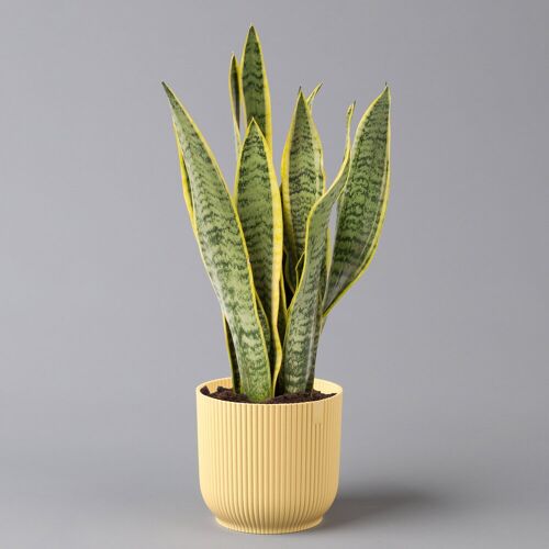 Pflanzen-Kölle Bogenhanf in Übertopf Vibes gelb, Topf-Ø 12 cm, Höhe ca. 45 cm