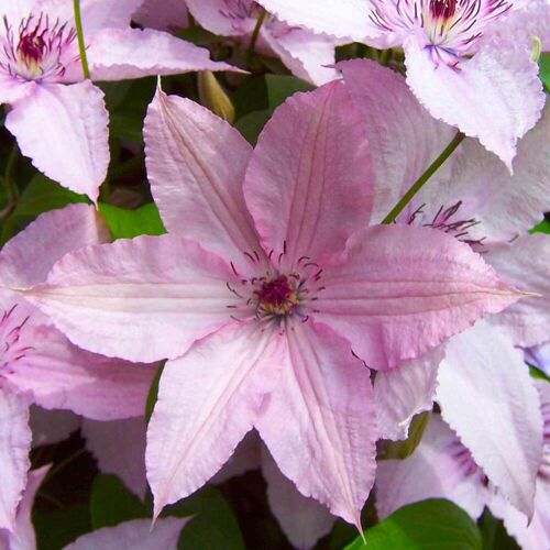 Kölle Clematis 'Hagley Hybrid', 2er-Set, rosa, Höhe 60-80 cm, Topf 2 Liter