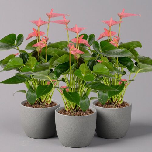 Pflanzen-Kölle Flamingoblume 'Pink Champion', Topf-Ø 12 cm, Höhe ca. 35 cm, 3er-Set