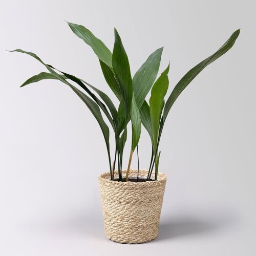 Pflanzen-Kölle Schusterpalme, Topf-Ø 14 cm, Höhe ca. 50 cm, inkl. Korb Nature