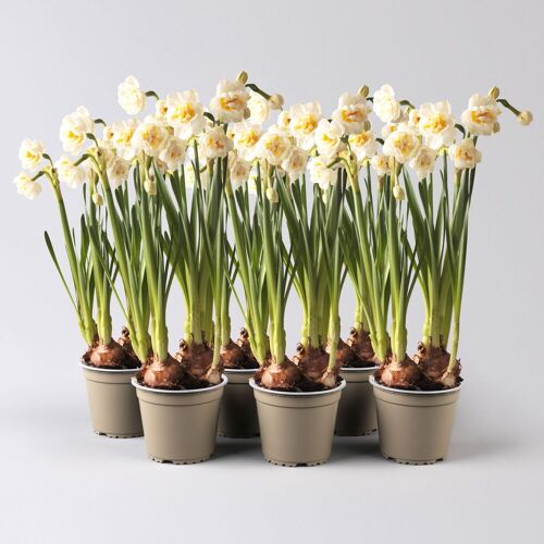 Kölle Narzisse 'Bridal Crown' creme, gefüllt, vorgetrieben, Topf-Ø 10 cm, 6 Pflanzen