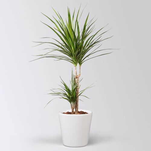 Pflanzen-Kölle Drachenbaum, 2er-Tuff, inkl. Keramiktopf Dallas, Höhe ca. 70 cm, Topf-Ø 17 cm