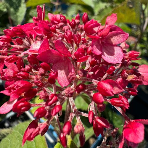 Pflanzen-Kölle Rosarote Schneeballhortensie 'Ruby Annabelle'®, rosarot, Topf 5 Liter