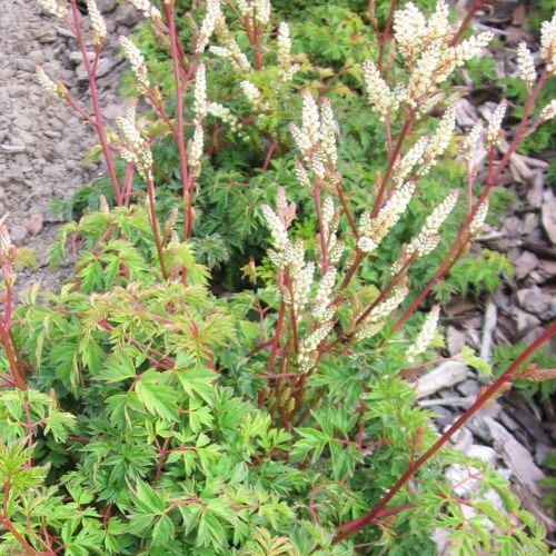 Kölle Zwerg-Geißbart 'Filigran', cremeweiß, Topf 11x11 cm, 3 Pflanzen