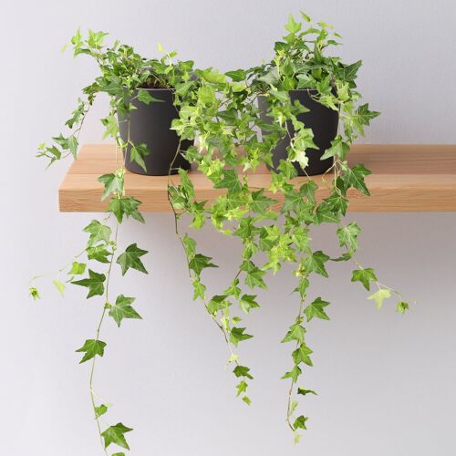 Pflanzen-Kölle Efeu inkl. Keramiktopf Dallas anthrazit, Topf-Ø 12/13 cm, 2er-Set