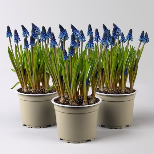 Kölle Traubenhyazinthe ‘Lindsay’, blau, vorgetrieben, Topf -Ø 15 cm, 3 Pflanzen