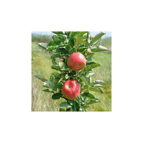 Kölle Bio Säulenapfel 'Rondo'Ⓢ, Unterlage MM 111, Topf 10 Liter