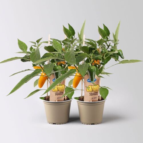 Kölle Snackpaprika 'Pick-&-Joy® Snack Pepper Yellow', Topf-Ø 14 cm, 2 Pflanzen