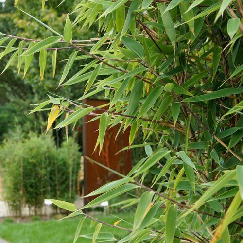 Pflanzen-Kölle Roter Zebrabambus 'Red Zebra'®, Höhe 80-100 cm, Topf 15 Liter, 15 Stück