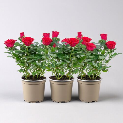 Pflanzen-Kölle Rose 'Mercedes Kordana® Grande', rot, Topf-Ø 10,5 cm, 3 Pflanzen