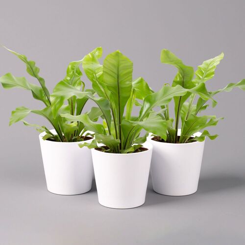 Pflanzen-Kölle Nestfarn, mit Keramiktopf Dallas weiß, Topf-Ø12cm, Höhe ca. 35 cm, 3er-Set
