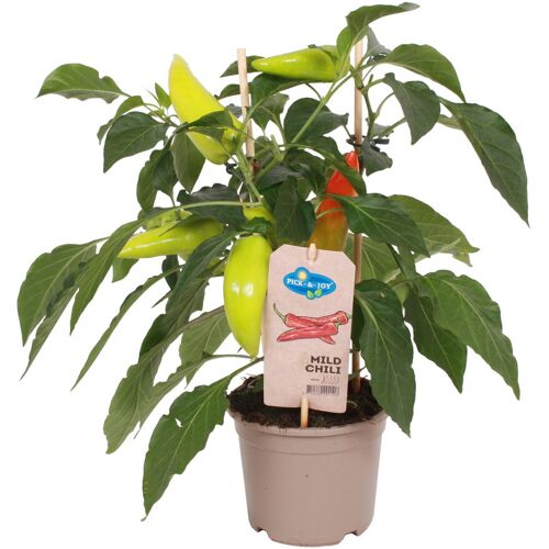 Kölle Chilipflanzen 'Pick-&-Joy® Mild Chili', Topf-Ø 14 cm, 2 Pflanzen