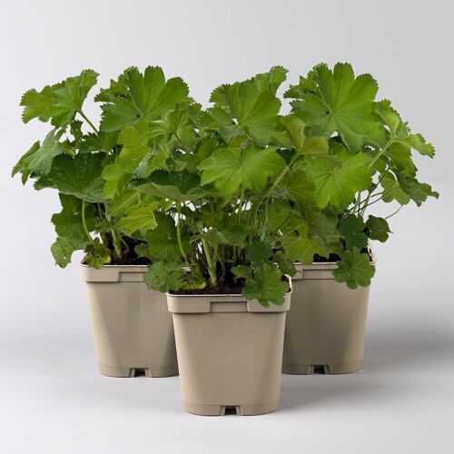 Kölle Frauenmantel, grün-gelb, Topf 11x11 cm, 3 Pflanzen