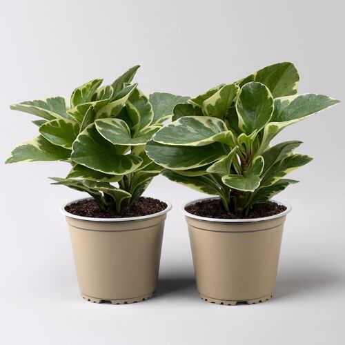 Kölle Peperomia obtusifolia 'Variegata', Topf-Ø 12 cm, 2 Pflanzen