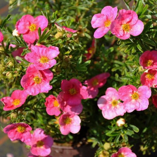 Pflanzen-Kölle Pinker Fingerstrauch 'Lovely Pink®', Potentilla fruticosa, pink, Topf 5 Liter