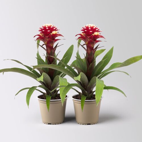 Pflanzen-Kölle Guzmania 'Francesca', lila-weiß, Topf-Ø 12 cm , Höhe ca. 40 cm, 2 Pflanzen