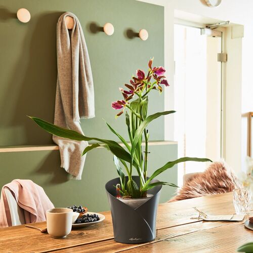 Lechuza® Lechuza 'Orchidea', schiefergrau, ca. Ø 18 x H 20 cm