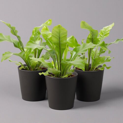 Pflanzen-Kölle Nestfarn, mit Keramiktopf Dallas anthrazit, Topf-Ø12cm, Höhe ca. 35 cm, 3er-Set