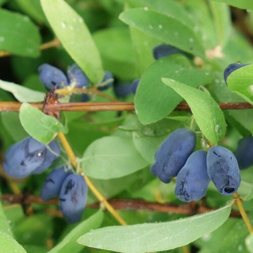 Kölle Bio Sibirische Blaubeere MyBerry® 'Sweet', Höhe 25-30 cm, im 5 Liter Topf