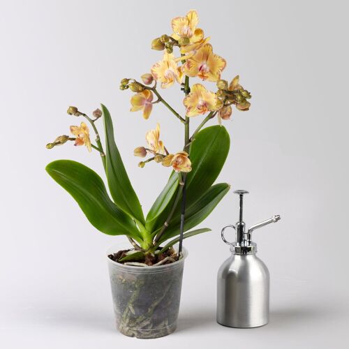 Pflanzen-Kölle Schmetterlingsorchidee 'Limpopo' gelb, 2 Rispen, Topf-Ø 12 cm, Höhe ca. 50 cm