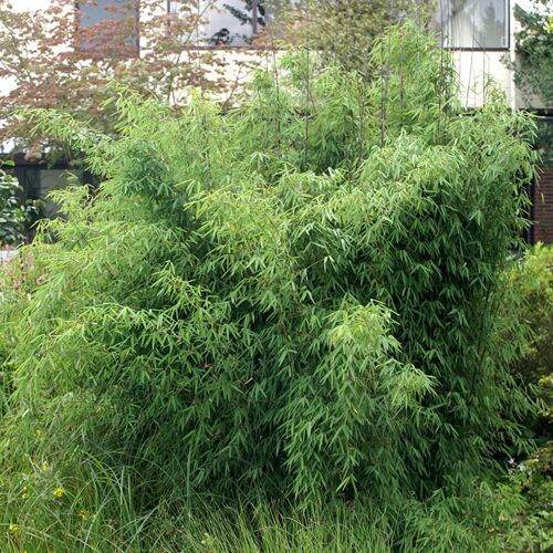 Pflanzen-Kölle Bambus, Fargesia 'Jiuzhaigou 1', Höhe 80-100 cm, Topf 7,5 Liter, 30 Pflanzen