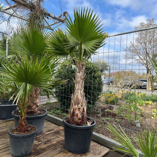 Pflanzen-Kölle Washingtonia robusta, Stamm, Topf 65 Liter, Höhe ca. 180-200 cm