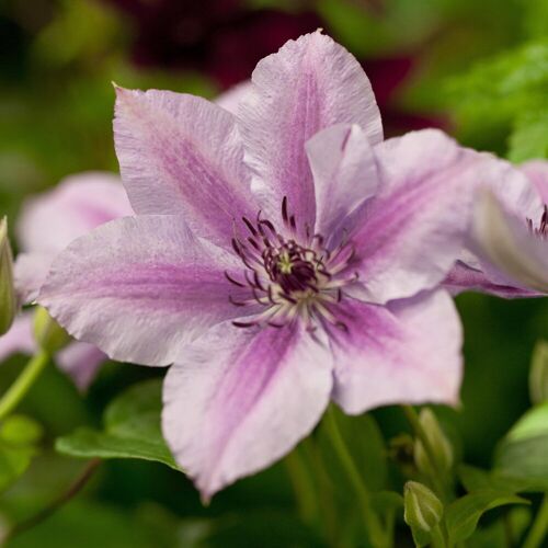 Kölle Clematis 'Nelly Moser', 2er-Set, weißrosa, Höhe 60-80 cm, Topf 2 Liter