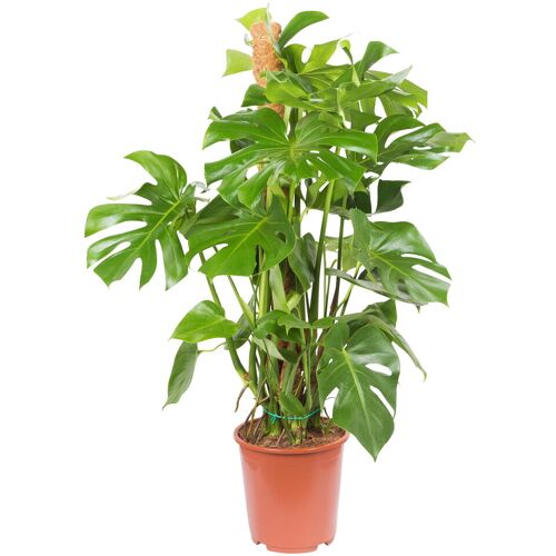Pflanzen-Kölle Monstera deliciosa, Topf-Ø 27 cm, Höhe ca. 120 cm