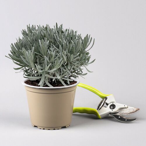 Pflanzen-Kölle Lavendel, violett, Topf-Ø 14 cm, 6 Pflanzen