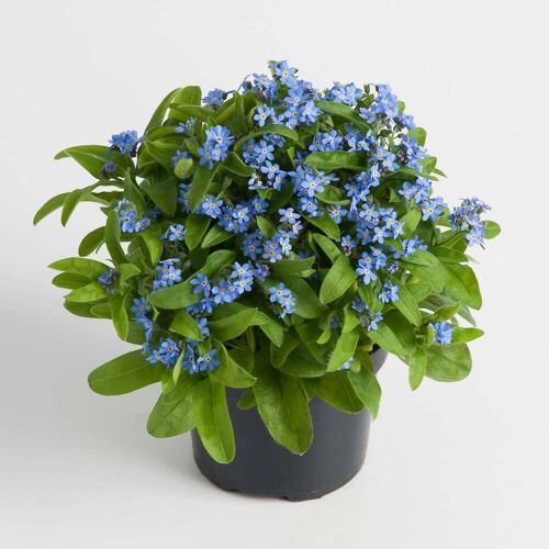 Pflanzen-Kölle Vergissmeinnicht, blau, Topf-Ø 10,5 cm, 8 Pflanzen