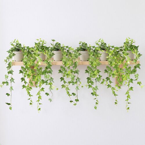 Pflanzen-Kölle Efeu, grün, Topf-Ø 12/13 cm, 6 Pflanzen