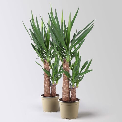 Pflanzen-Kölle Palmlilie, 2er-Tuff, Topf-Ø 17 cm, Höhe ca. 65 cm, 2 Pflanzen