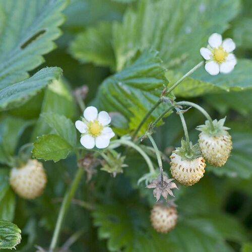 Kölle Bio Bio Monats-Erdbeere Hummi® 'Weiße Fee', öftertragend, Topf 11x11 cm, 3 Pflanzen