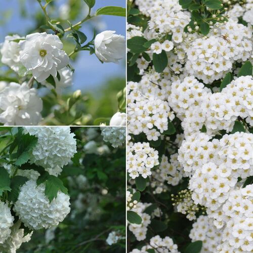 Pflanzen-Kölle Gehölz-Set Frühlingsblüher weiß, 3er-Set, Topf je 4,6 Liter