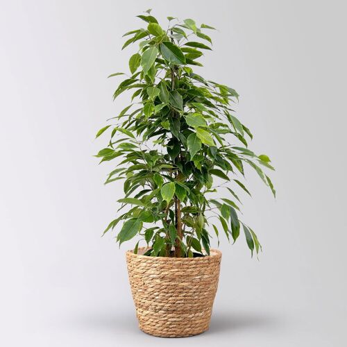 Pflanzen-Kölle Birkenfeige 'Anastasia' im Korb Osaka, Topf-Ø 17 cm, Höhe ca. 60 cm